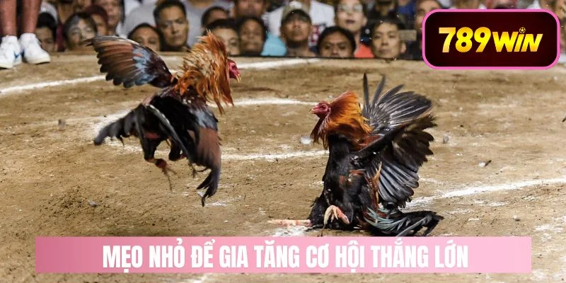 Mẹo Nhỏ Để Tăng Cơ Hội Chiến Thắng Lớn
