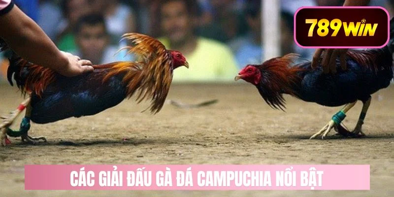 Các Giải Đấu Đá Gà Campuchia Tại 789WIN