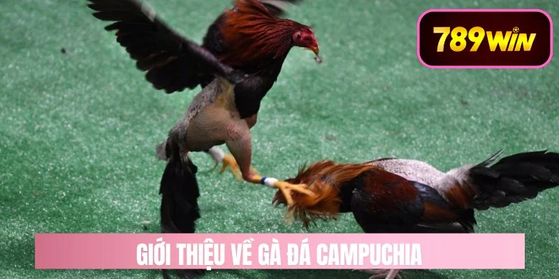 Giới Thiệu Tổng Quát Về Đá Gà Campuchia