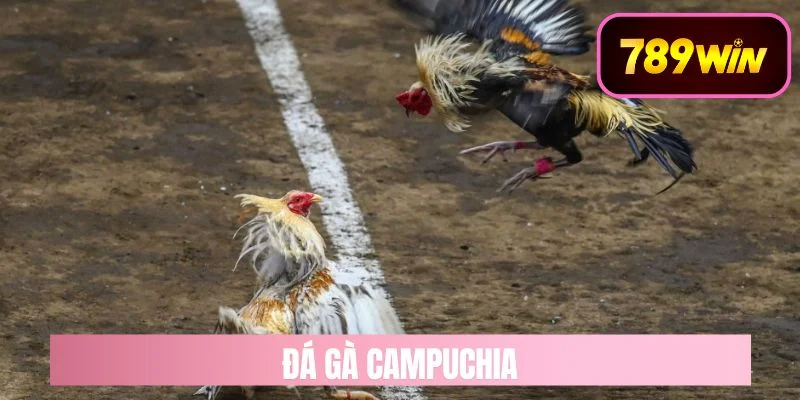 đá gà campuchia