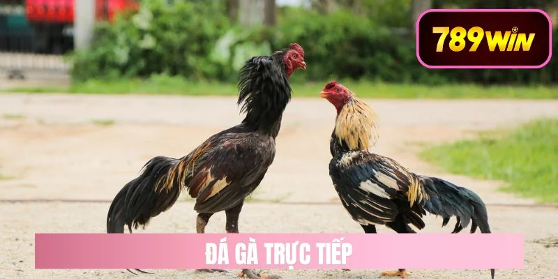 Đá Gà Trực Tiếp